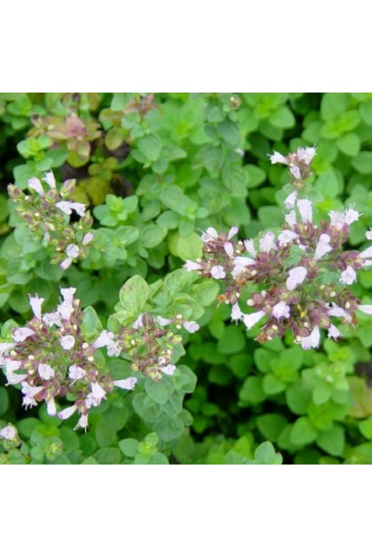 Душица с розово-фиолетовыми цветами.